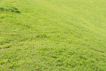 Background of green grass