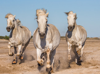 Fototapeta na wymiar White Camargue Horses galloping on the sand. Parc Regional de Camargue. France. Provence. An excellent illustration