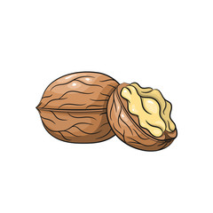 Vector walnut illustration on white background