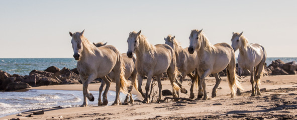 White Camargue Horses galloping on the sand. Parc Regional de Camargue. France. Provence. An excellent illustration
