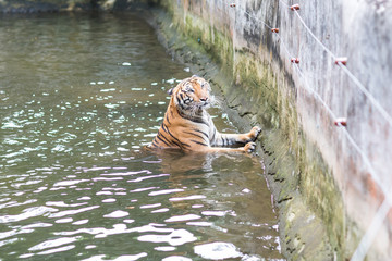 Tiger at Zoo