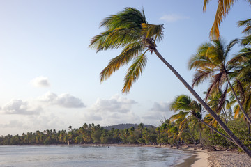 Tropischer Strand, Grande Anse des Salines