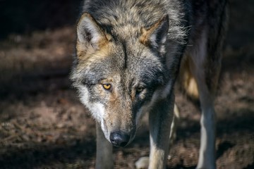eating gray wolf in the forest