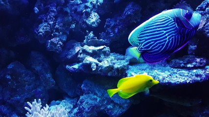 Underwater shot of rare fishes undersea