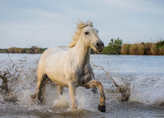 Fototapeta na wymiar White Camargue Horse is runing in the swamps nature reserve. Parc Regional de Camargue. France. Provence. An excellent illustration