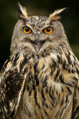 Fototapeta premium European Eagle Owl - Scottish Highlands