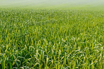 Wheat a field in spring