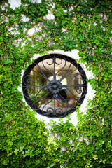 round wrought iron window with fig vine in private garden