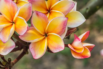 white , pink and yellow Plumeria  on natural light background