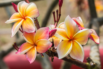 white , pink and yellow Plumeria  on natural light background