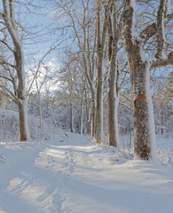 Snowy alley of trees a sunny winter day