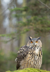 Barn owl taking off from mossy perch, open wings, with clean background, Czech republic, Europe