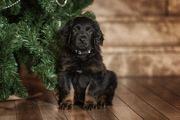 Black and golden hovawart puppy 