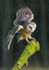Peel and stick wall murals Owl Barn owl taking off from mossy perch, open wings, with clean background, Czech republic, Europe