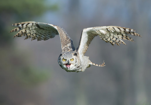 Barn owl taking off from mossy perch, open wings, with clean background, Czech republic, Europe