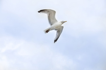 Seagull flying on blue sky