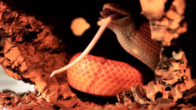 Red / Orange albino Snake eats a white mouse