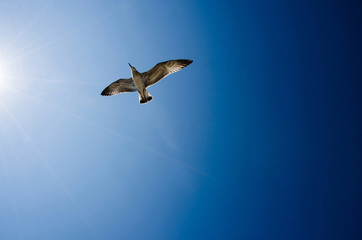 Seagull flying on blue sky