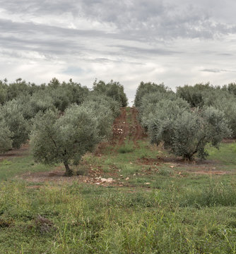 Olive tree field in Istria, Croatia