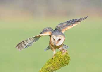 Barn owl landing on mossy perch, open wings, with clean background, Czech republic, Europe