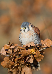 American kestrel perching, with dead leaves, clean background, Czech republic, Europe