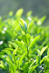 Green tea close up on blurred background 