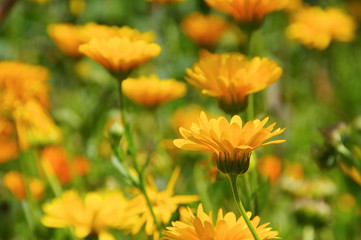 Ringelblume - calendula flower in summer