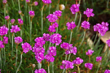 Strand-Grasnelke - many Armeria maritima wildflower