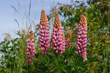 Lupine rosa - lupin flower in pink