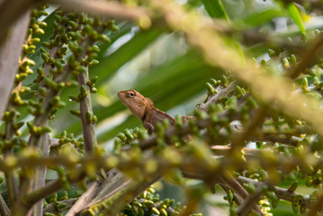 Lizard on the tree