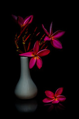 still life flowers Black background.