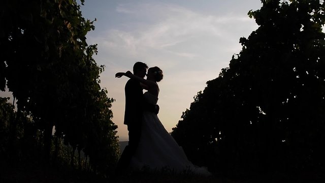Married couple embrace and flirt backlight between the rows of vines.