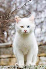 Obraz premium White cat with different colored eyes - vertical orientation