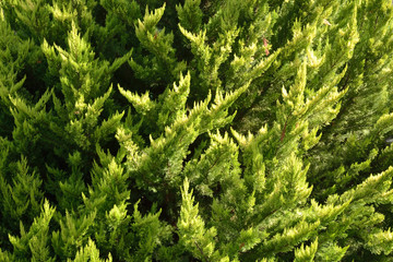 Green fir background.