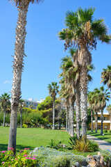 Palm trees, Crete.