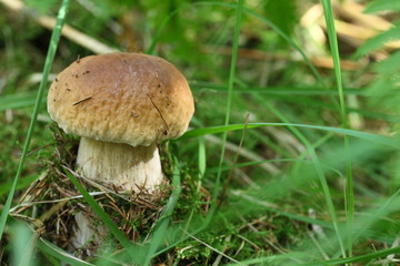 Petit cèpe
