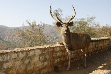 Cervo in libertà nel Keoladeo Ghana National Park