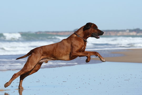Austrian ridgeback best sale dog