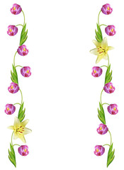 spring flowers tulips isolated on white background