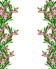 spring flowers tulips isolated on white background.