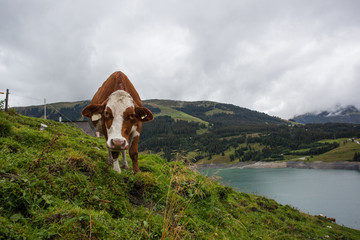 Fototapeta na wymiar Cow at farmland during the spring