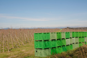 Fototapeta premium arboriculture fruitière