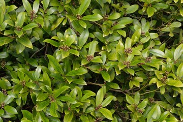 Obraz premium Green leaves