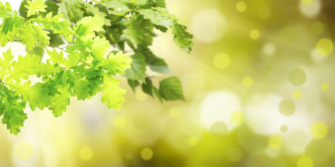 Fototapeta na wymiar Green background with leaves