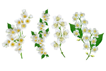 Fototapeta na wymiar White jasmine flower.
