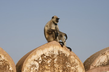 Scimmia all'Amber Fort, India