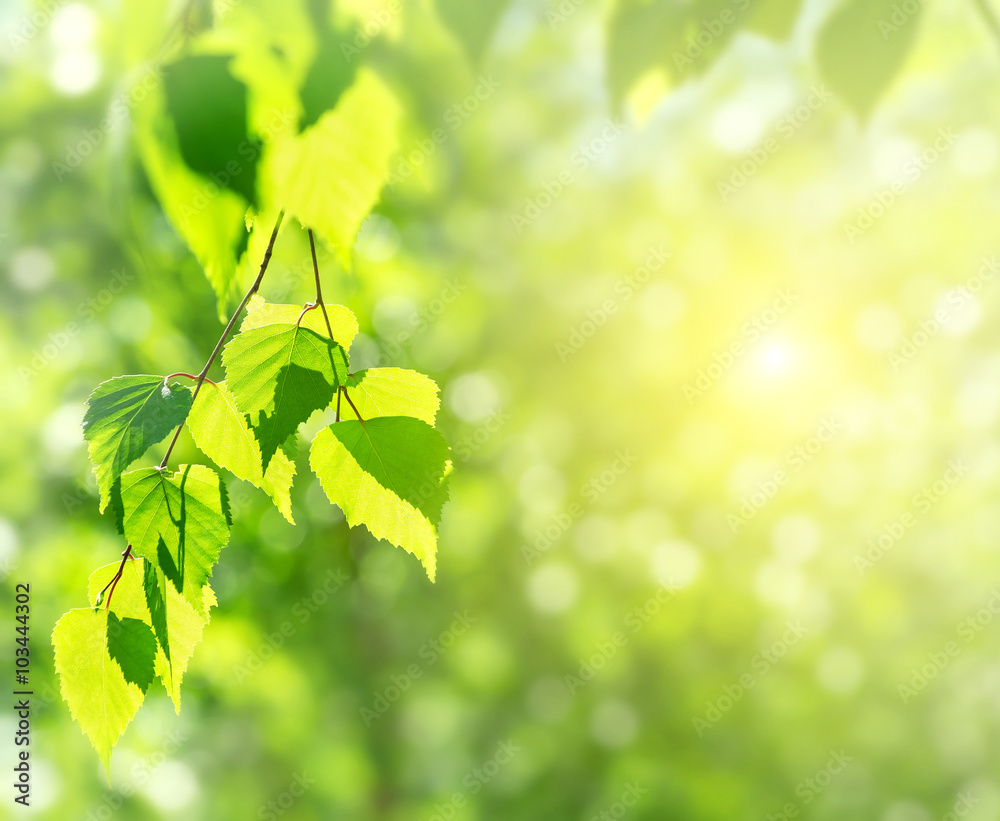 Aufkleber Spring background with birch branches in the sun