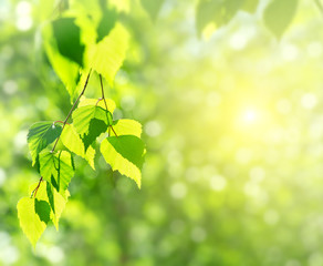 Naklejka premium Spring background with birch branches in the sun
