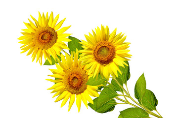 beautiful sunflower isolated