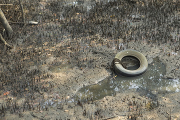 Mangrove forests with tire polluted water